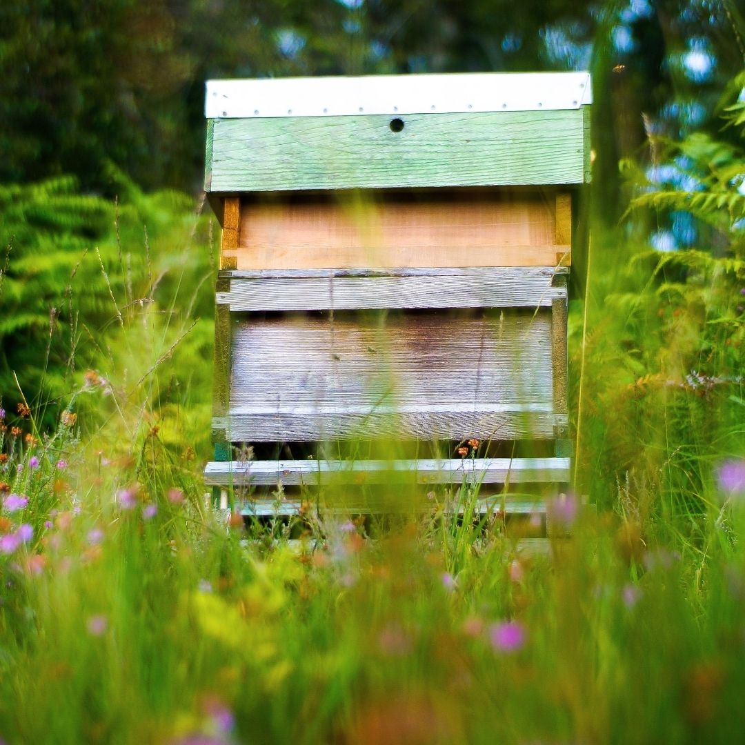 Jak začít se včelařením: Průvodce pro začátečníky