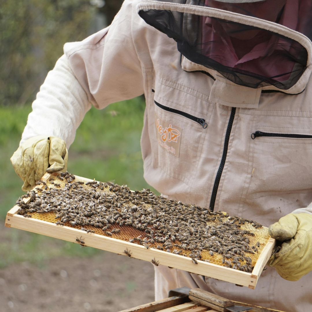 Dotace pro včelaře 2025