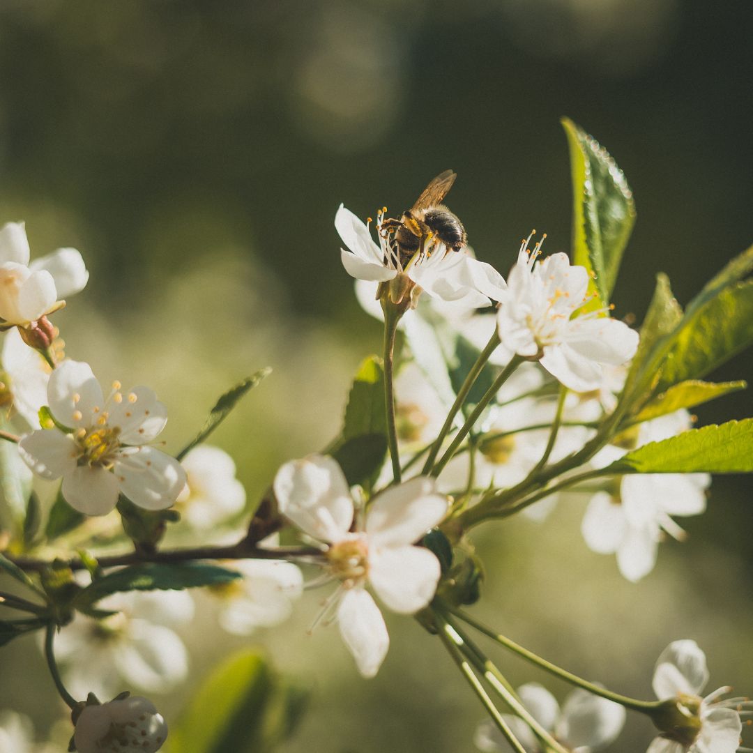 Matečník – jak ho poznat a co znamená pro včelaře