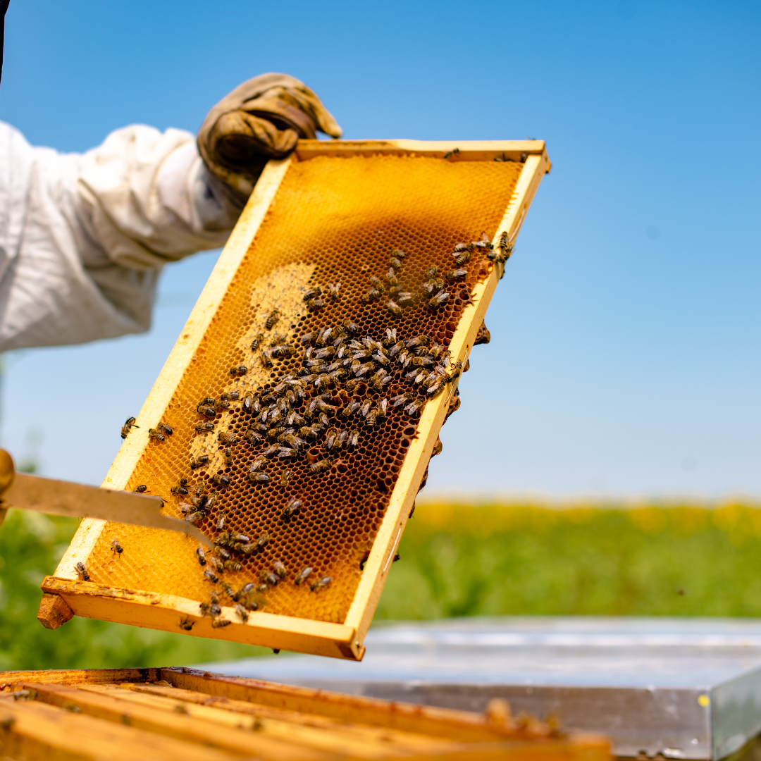 Jak správně udržovat rámky a kdy je načase jejich výměna?