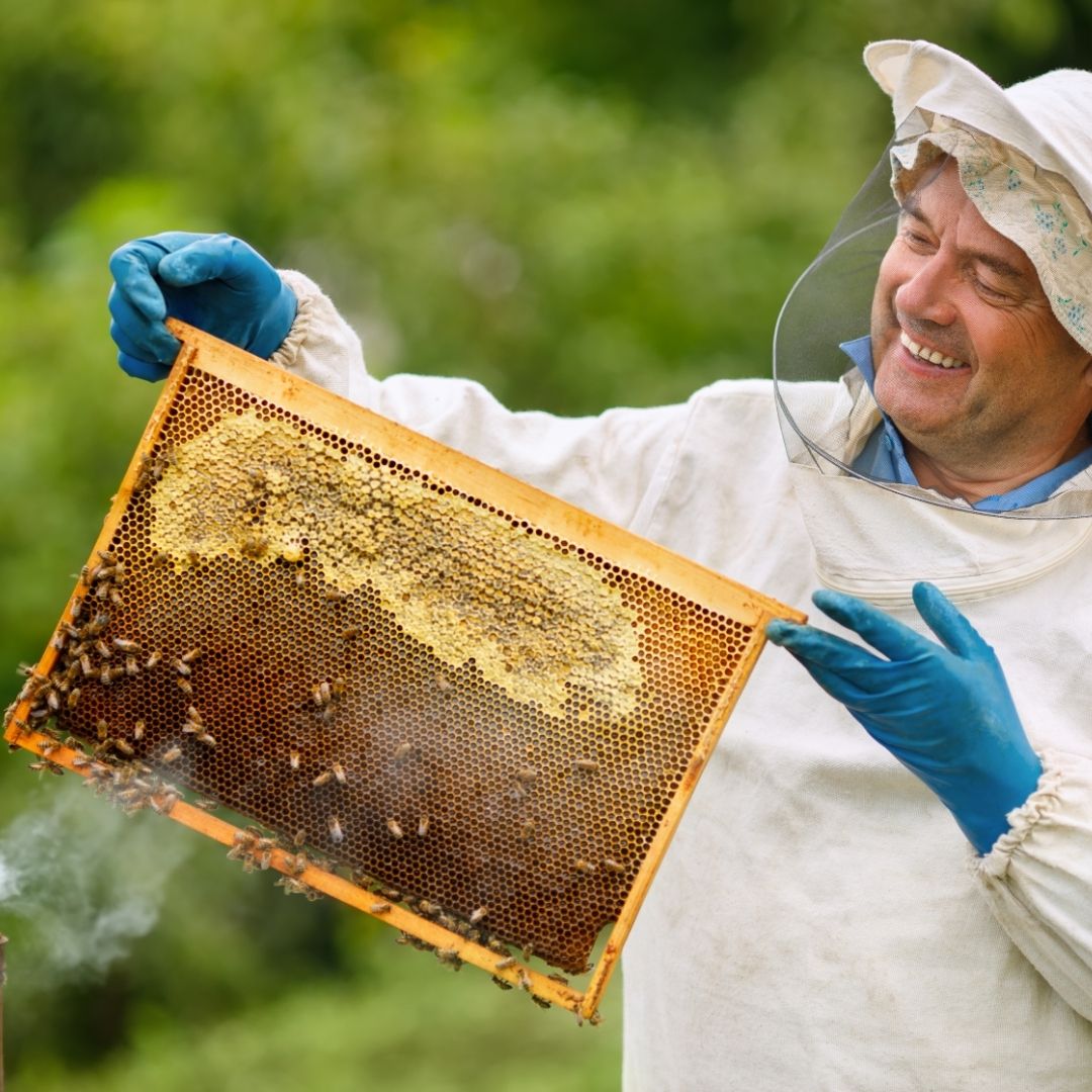 Jak vybrat správný rámek pro své včely?