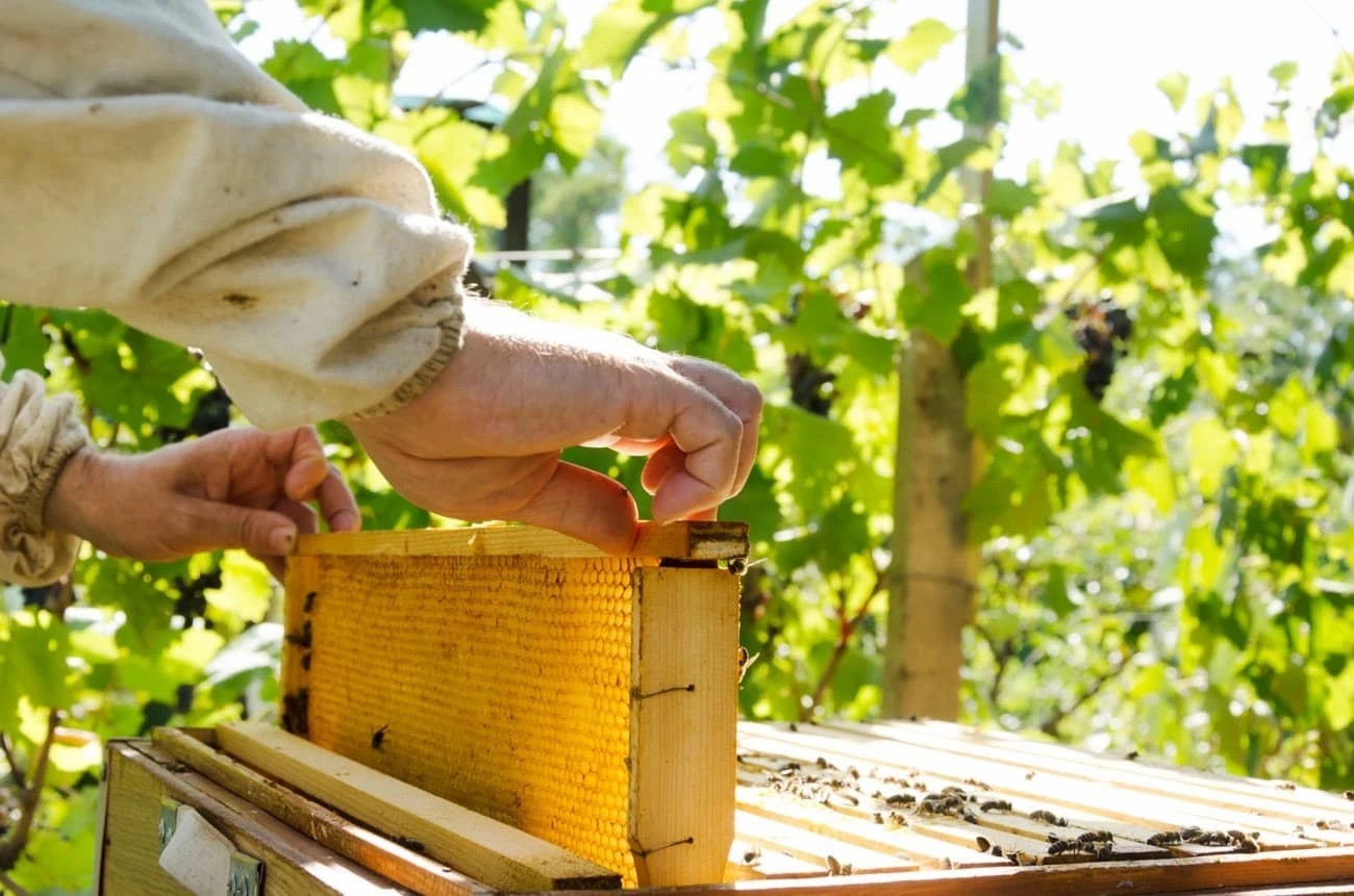 Ako vybrať správny rámik pre svoje včely?