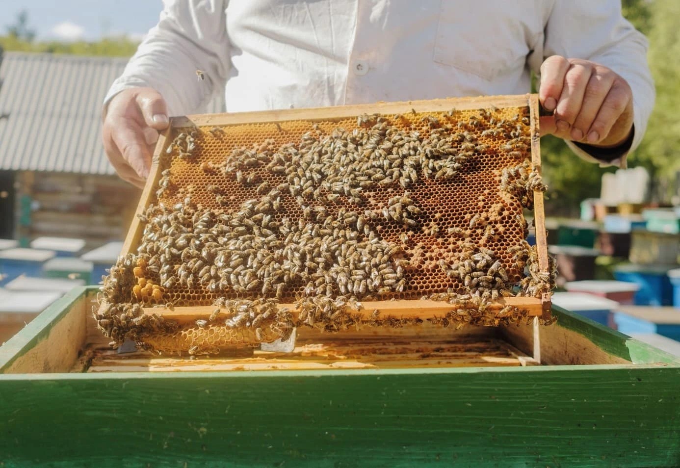 Ako správne udržiavať rámiky a kedy je čas na ich výmenu?