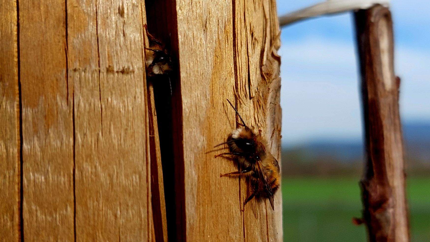 ČO JE TO VČIELKA SAMOTÁRKA?