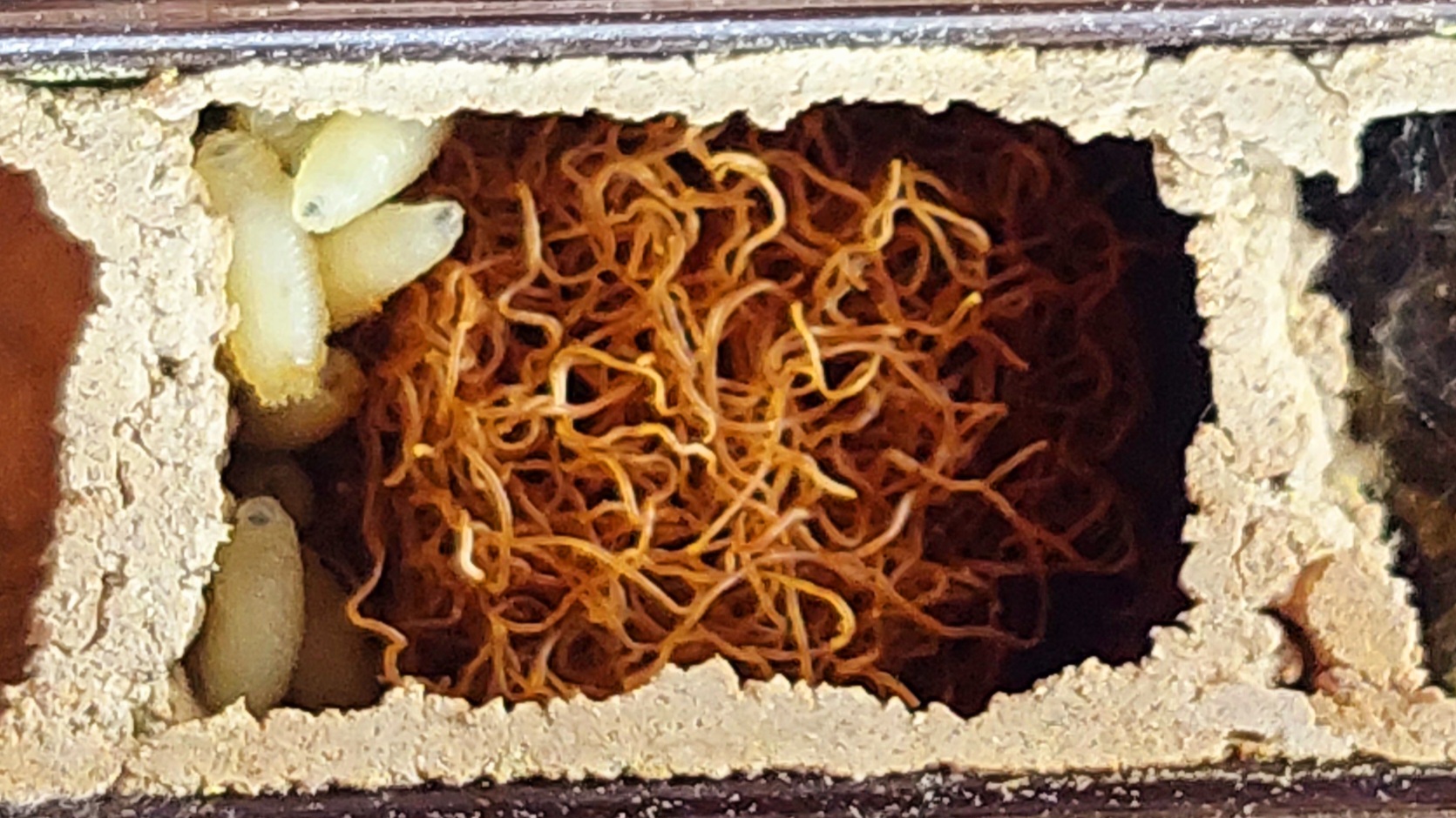 Parazity: Kúzelník Houdini - Cacoxenus indagator