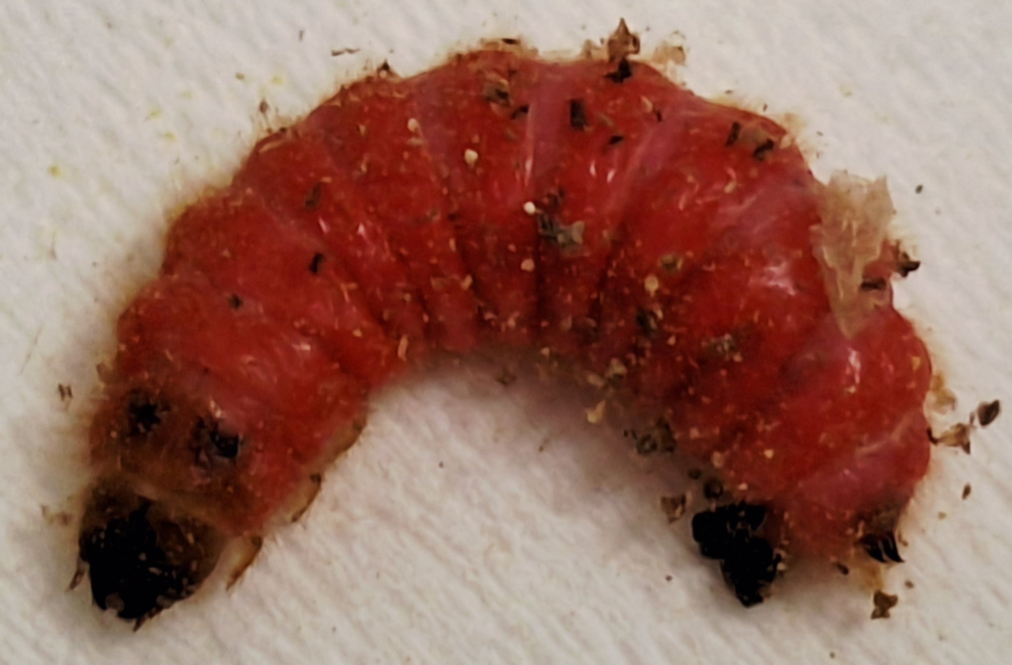 Parazity: Nenápadný chrobák - predátor včiel