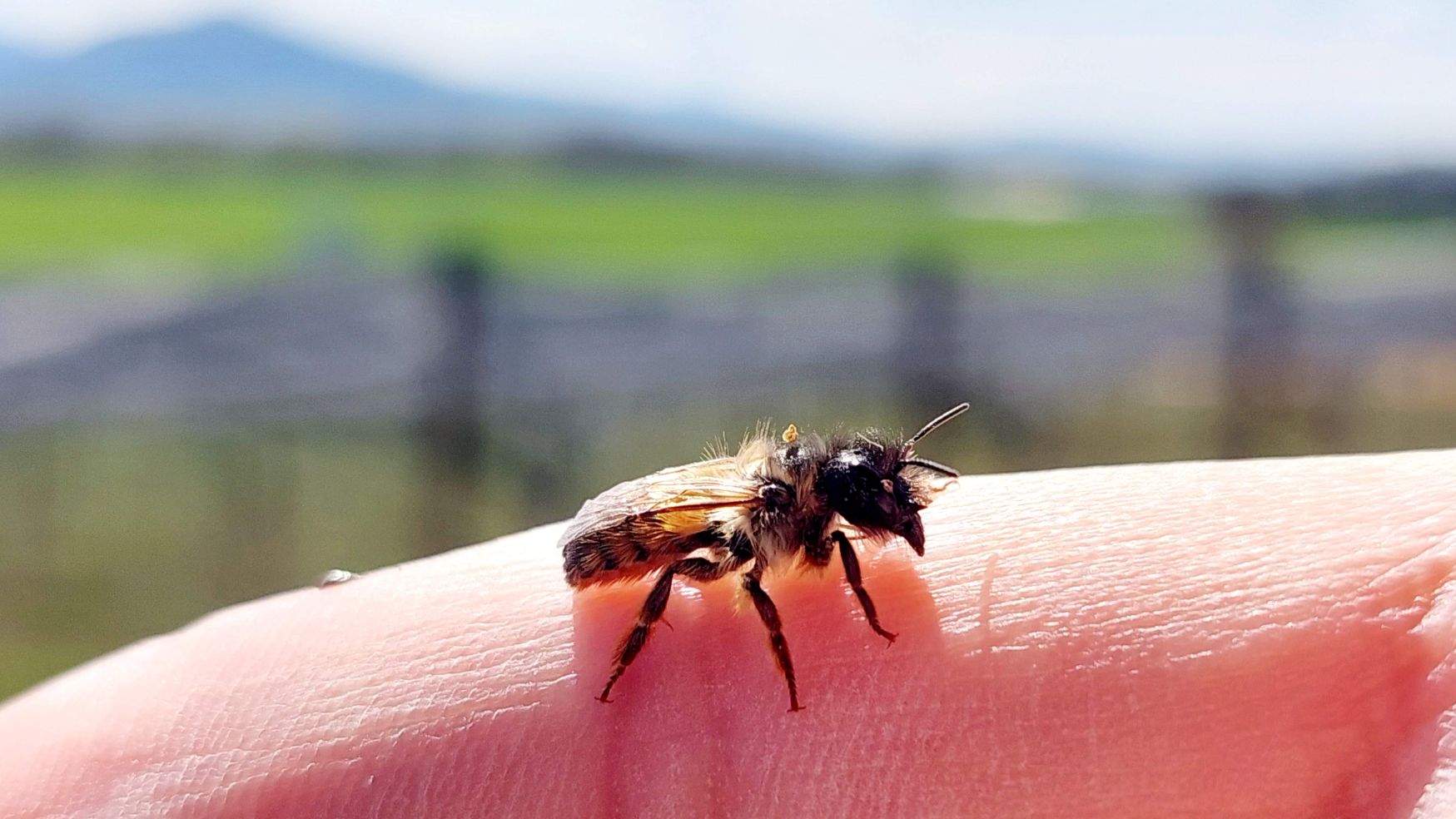 OSMIA RUFA (Bicornis)