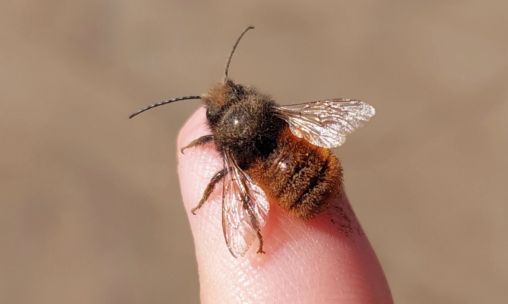 OSMIA CORNUTA (Murárka rohatá)