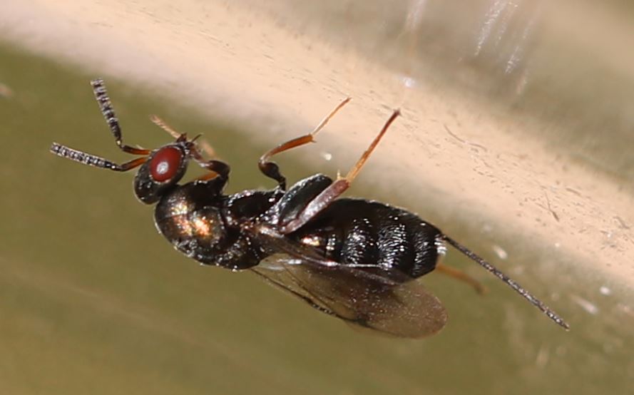 2021_06_17_Monodontomerus_aeneus_1a
