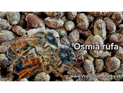 VČIELKY SAMOTÁRKY OSMIA RUFA (Kokóny od 0,35 €/ks)