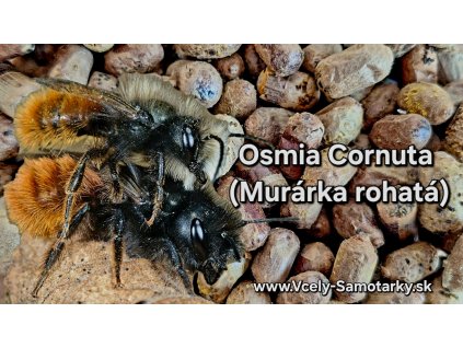 VČIELKY SAMOTÁRKY OSMIA CORNUTA (Kokóny od 0,35 €/ks)