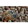 VČIELKY SAMOTÁRKY OSMIA RUFA (Kokóny od 0,35 €/ks)
