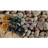 VČIELKY SAMOTÁRKY OSMIA CORNUTA (Kokóny od 0,35 €/ks)