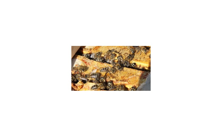 4 věci, které byste měli vědět o propolisu