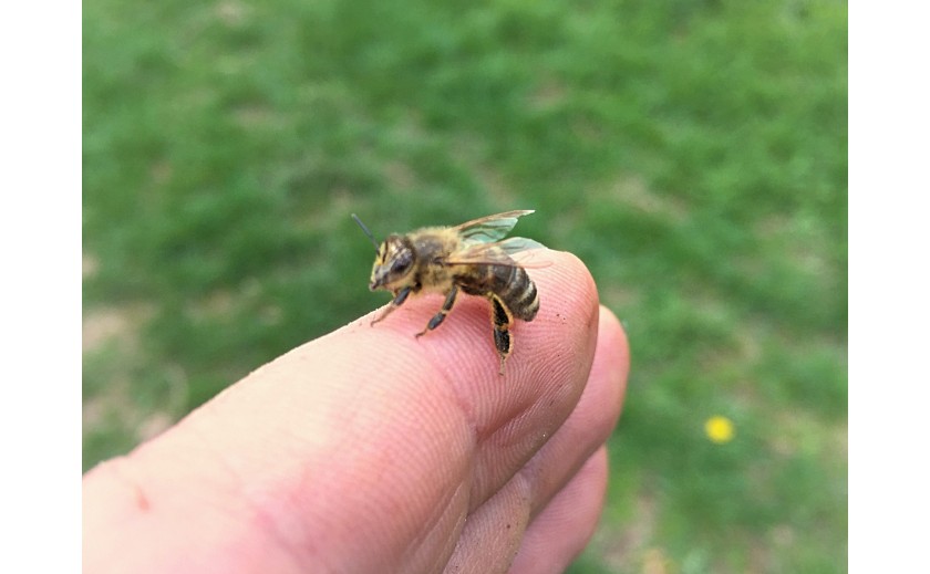 Dve dôležité veci, ktoré nás učia včely
