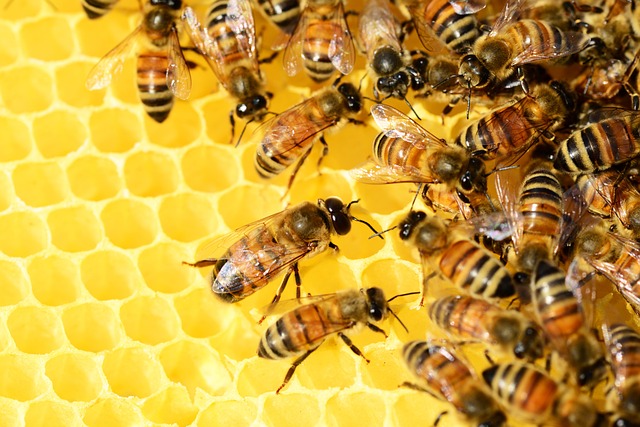 Zázrak jménem propolis