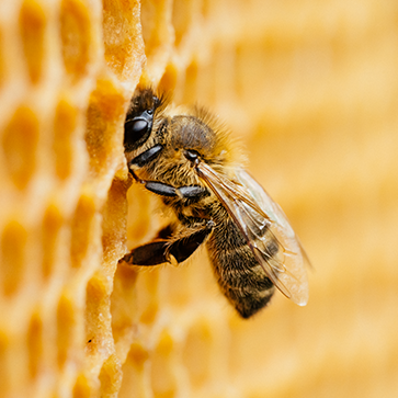 Pomůcky k chovu matek a rojení