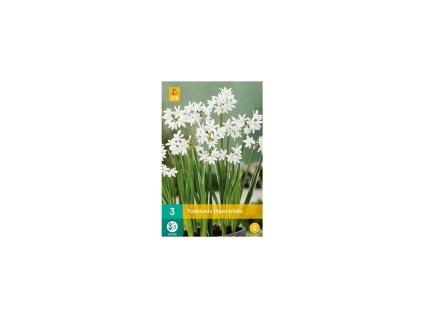 36713 narcis paperwhite