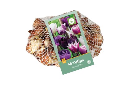 37217 tulipan blueberry mix xxl