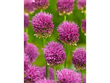 allium sphaerocephalon 2