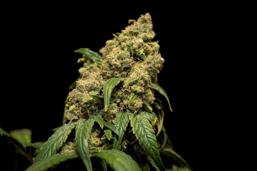 EKONOM. A EKOLOG. VÝHODY KONOPÍ V TEXTILNÍM PRŮMYSLU!