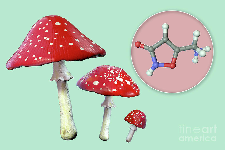 MUSCIMOL - AMANITA MUSCARIA