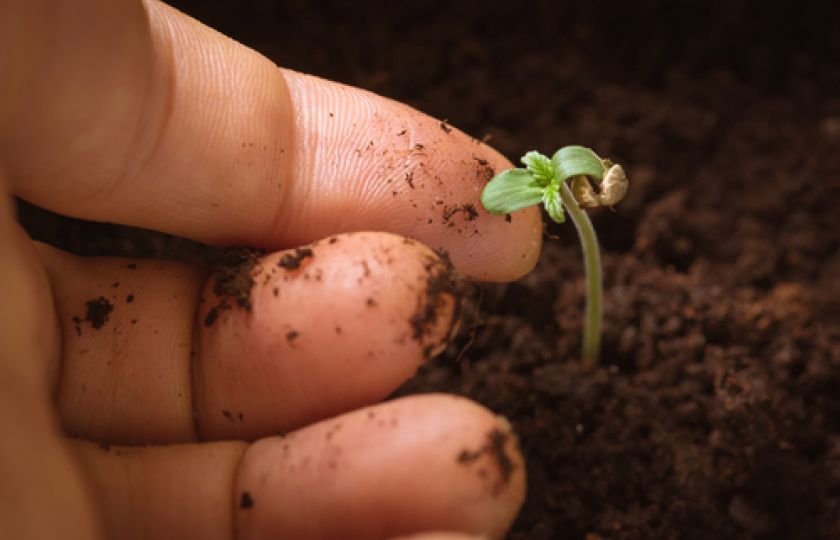 KONOPÍ JAKO EKOLOGICKÁ ALTERNATIVA VE VÝROBĚ PAPÍRU!