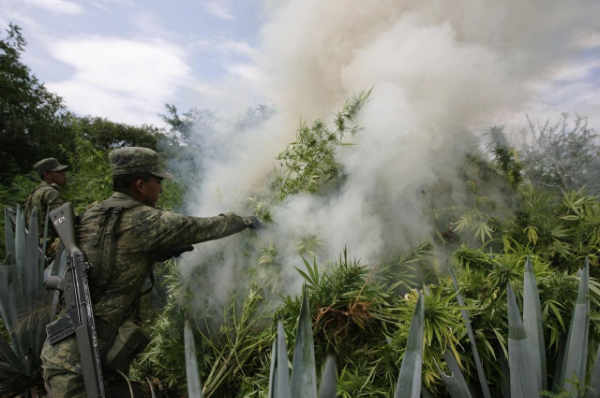 VÁLKA PROTI KONOPÍ! PROČ VZNIKLA A KDO ZA NÍ STÁL?!