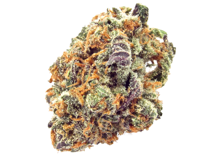 mimosa