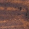 Ořech