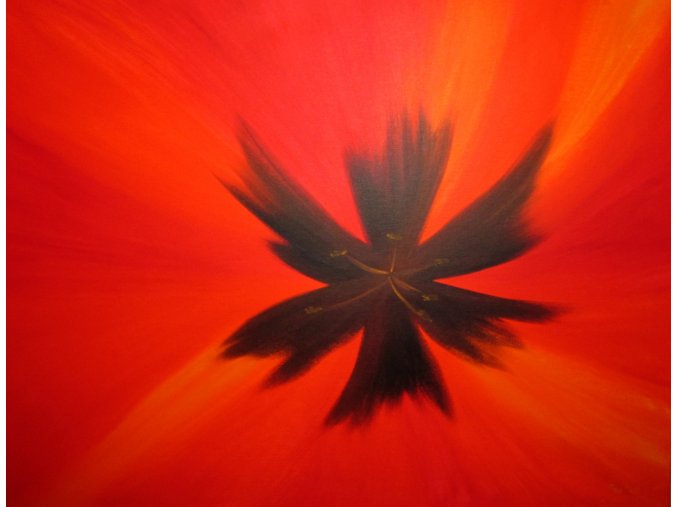 tulipan