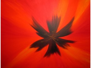 tulipan