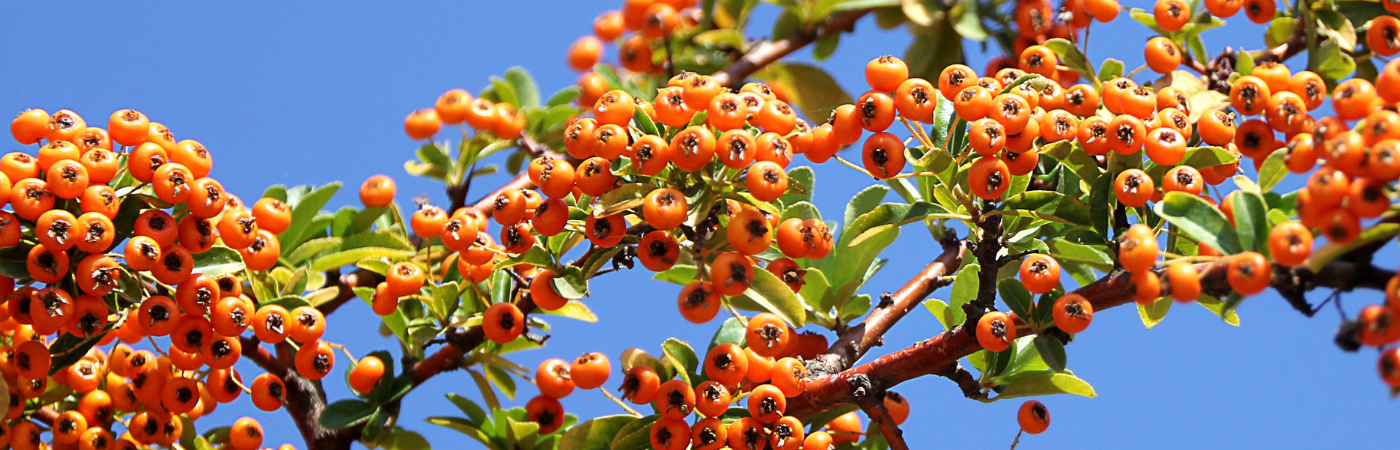 Rakytník, rakytníkový olej pro zdravé tělo i zdravou pleť