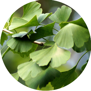 Ginko_biloba_Vegan_Fox