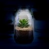 light up terrarium lifestyle v2