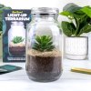 light up terrarium lifestyle v1