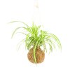 the art of kokedama product v1