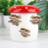 mushroom grow kit lifestyle v2