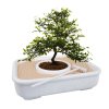 art of bonsai product v2