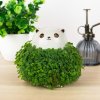 cat chia pet lifestyle v4