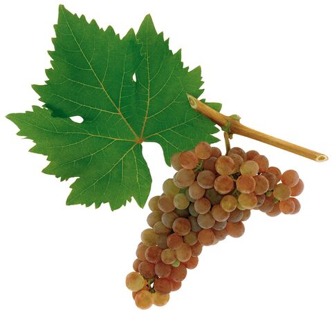 Roter Veltliner – rarita mezi odrůdami, která si zaslouží vaši pozornost