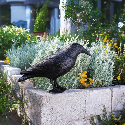 Plašící pták Havran