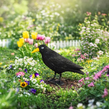 Plašič holubů, černý