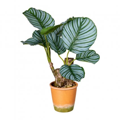 Umělá rostlina Kalátea, 45 cm