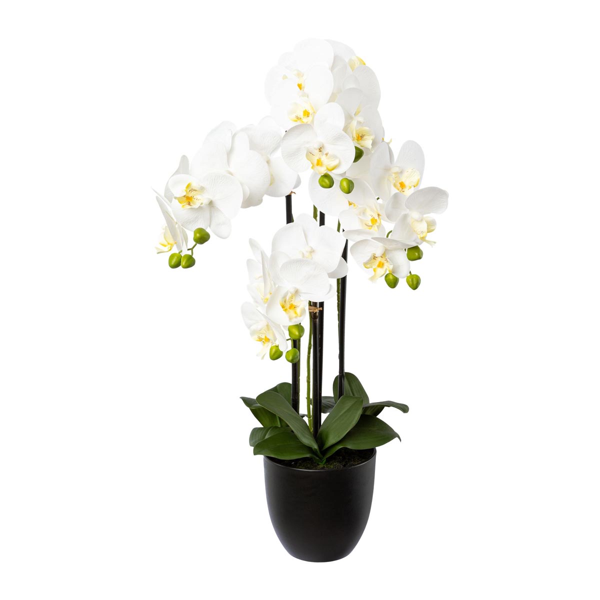 E-shop Gasper Orchidej x4, 69 cm bílý v pryskyřičném květináči 15,