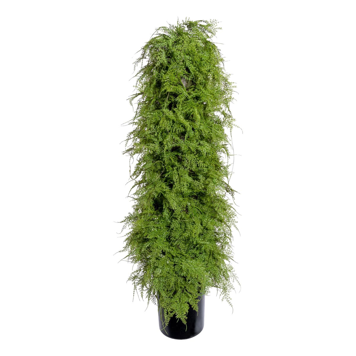 Gasper Umělý Asparagus pyramidalis, cca 120 cm
