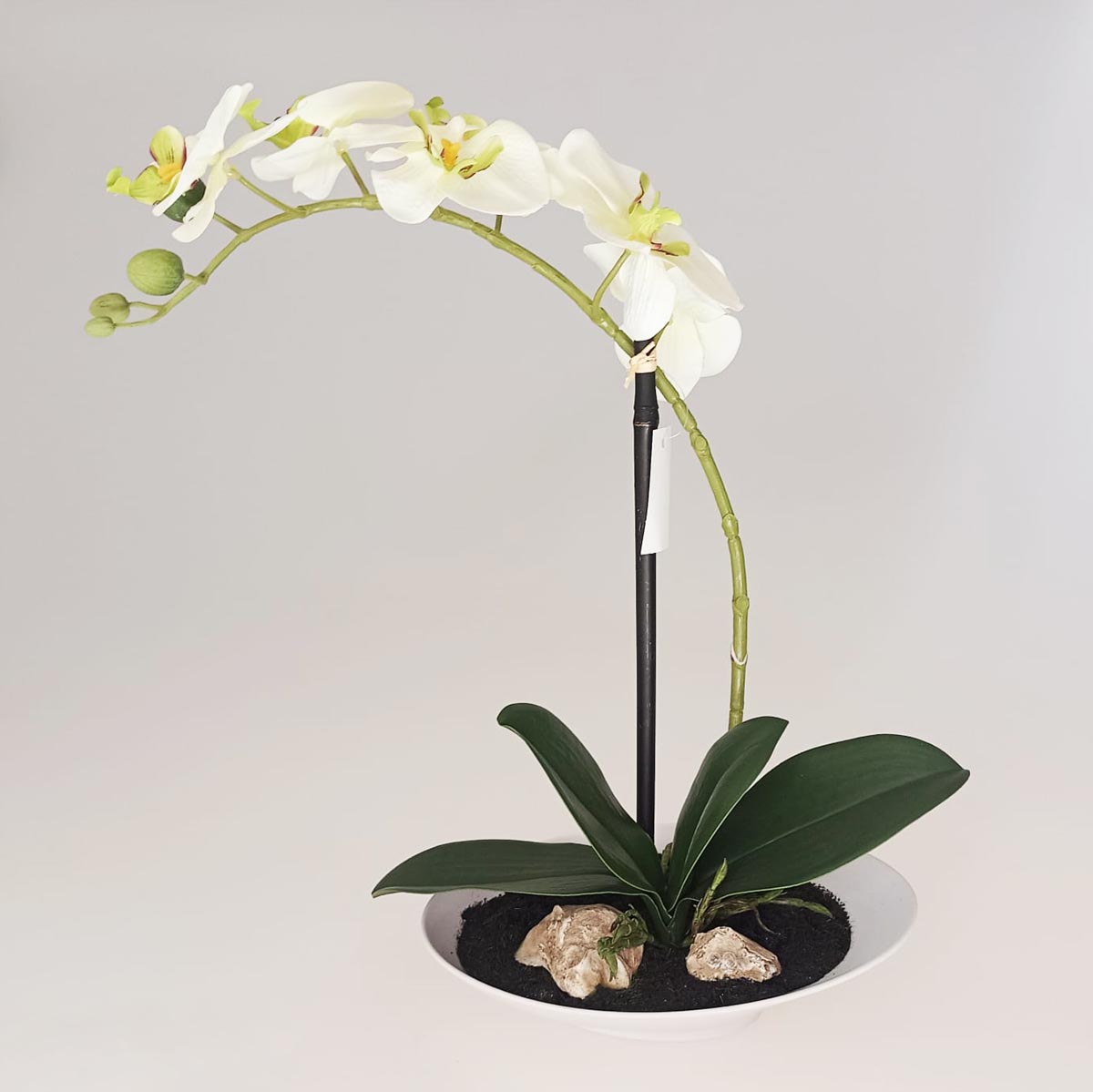 Umělá orchidej Phalaenopsis, krémovo-zelená