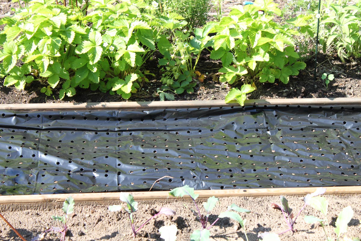Videx Garden Mulčovací fólie proti plevelu 1000 x 150 cm, černá