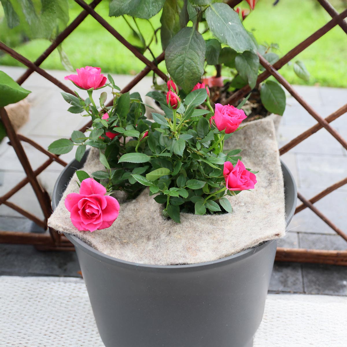Videx Garden Zahradní vlna Mary´s Garden, čtverec 37 cm