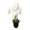 Orchidej x4, 69 cm bílý v pryskyřičném květináči 15,